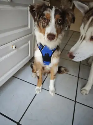 Blue sucht ein neues Zuhause 