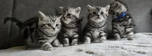 BKH Black Silver Tabby Classic Kitten mit Stammbaum