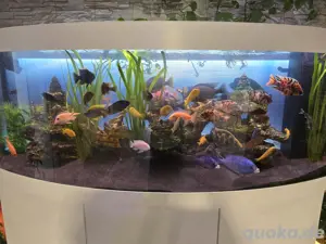 Aquarium Juwel 450 abzugeben 