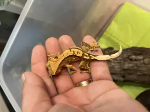 Kronengecko Nachzucht Januar 2025 (Terra 3R)männlich