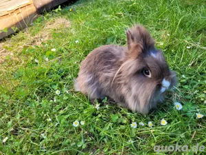 Verschiedene Kaninchen Damen suchen Dich 