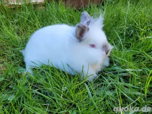Verschiedene Kaninchen Damen suchen Dich 