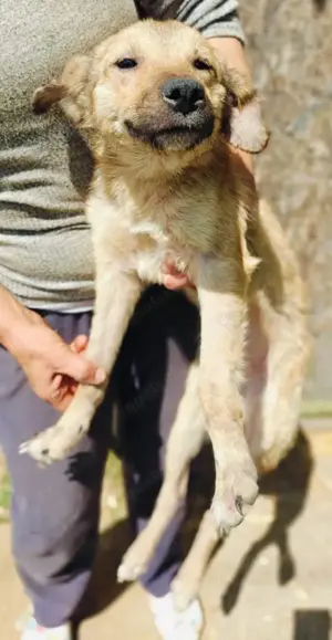 Antonia braucht ein liebevolles Zuhause Bild 3