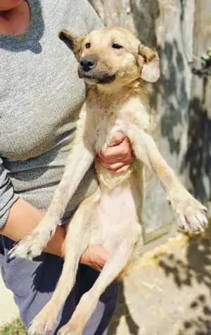 Antonia braucht ein liebevolles Zuhause Bild 5