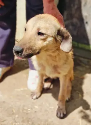 Antonia braucht ein liebevolles Zuhause Bild 6