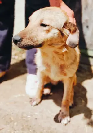 Antonia braucht ein liebevolles Zuhause Bild 4