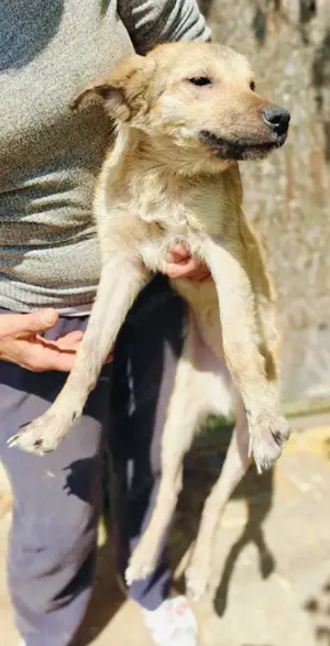 Antonia braucht ein liebevolles Zuhause Bild 2