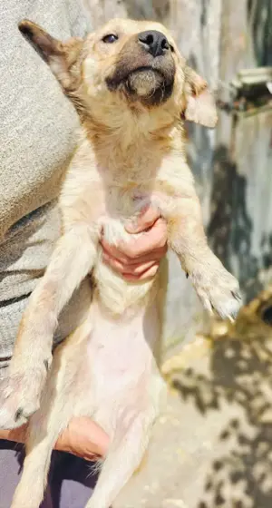 Antonia braucht ein liebevolles Zuhause Bild 7