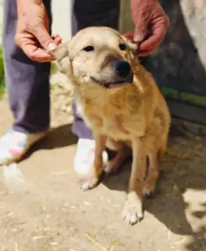 Antonia braucht ein liebevolles Zuhause Bild 9