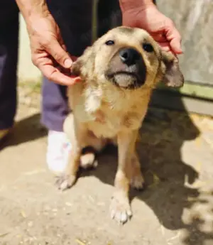 Antonia braucht ein liebevolles Zuhause Bild 11