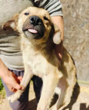 Antonia braucht ein liebevolles Zuhause Bild 8