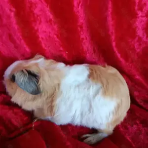 Meerschweinchen Baby Böckchen
