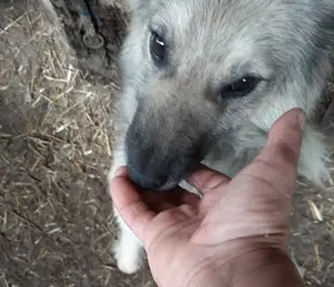 Bennet sucht ein liebevolles Zuhause Bild 5