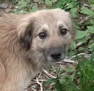 Bennet sucht ein liebevolles Zuhause Bild 4