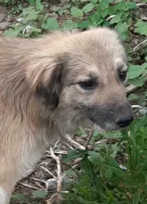 Bennet sucht ein liebevolles Zuhause Bild 3