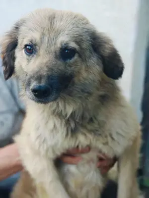 Bennet sucht ein liebevolles Zuhause Bild 7