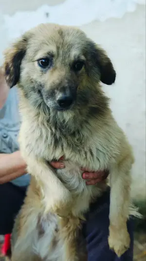 Bennet sucht ein liebevolles Zuhause Bild 6