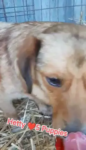 Hetty sucht ihr Glück Bild 4