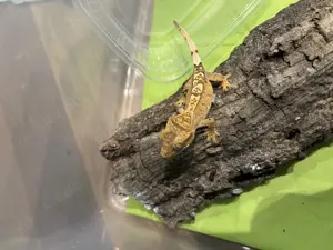 Kronengecko Nachzucht 2025 ( Terra 1R) weiblich