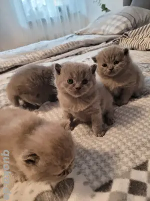 BKH Kitten ( reinrassig)