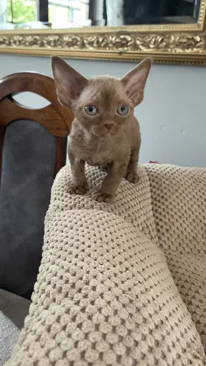 Devon Rex Kater , Stammbaum von  FIFE