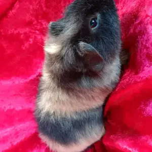 Junges Meerschweinchen Böckchen