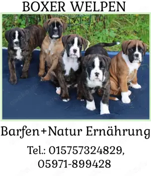 Kräftige Boxer Welpen (barfen+Natur Ernährung)