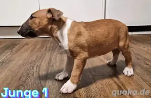 Miniature Bullterrier 