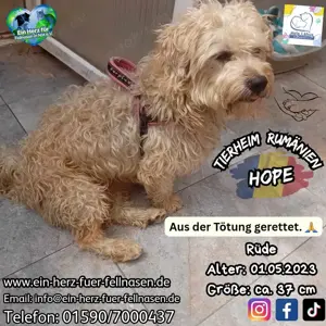 Hope hofft so sehr auf ein Zuhause