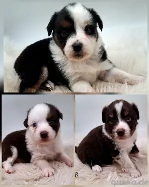 Miniature Australian Shepherd Welpen mit Papieren 