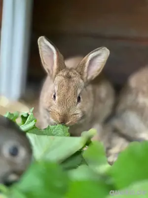 Junge & Handzahme Mix Kaninchen | Mittelgroß ca.4kg