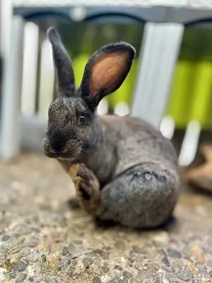 2 Junge & Handzahme Mix Kaninchen | Rammler | Mittelgroß ca.4kg