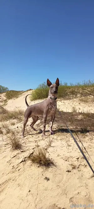 Xoloitzcuintle Welpen 