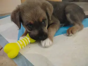 Terrier Welpe Hundebabys Bild 6