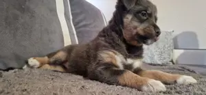 Terrier Welpe Hundebabys Bild 2