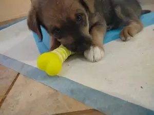 Terrier Welpe Hundebabys Bild 8