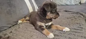 Terrier Welpe Hundebabys Bild 4