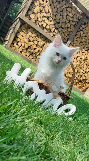 Ragdoll Kitten