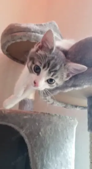 Kitty sucht gutes Zuhause! 