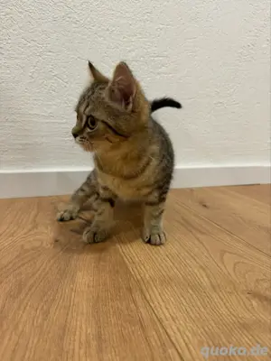 BKH Kitten   - Nur noch 1 Junge