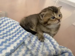 Reinrassige Britisch Kurzhaar Kitten in Farbe Gold , Lilac- Gold  zuckersüße Bärchen 