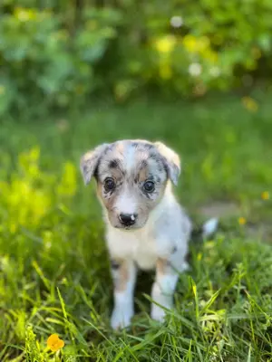 Sehr hübsche Australien Shepherd Border Collie Welpen