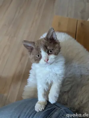 Selkirk Rex Kater ähnl. wie BKH 