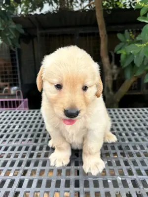 Golden-Retriever-Welpen WhatsApp: (15510055069)