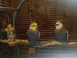 Nymphensittiche Trio 