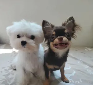1 Jahr alter Malteser-Rüde und Chihuahua-Hündin zur Vermittlung