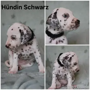 11 Süße Dalmatiner Welpen  (6 suchen noch ein Zuhause) Bild 7