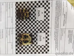 Griechische Landschildkröten 