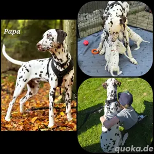 11 Süße Dalmatiner Welpen  (6 suchen noch ein Zuhause) Bild 9