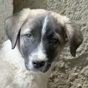 Oreo, geb. ca. 02 2025, lebt in GRIECHENLAND, auf einer privaten Pflegestelle 